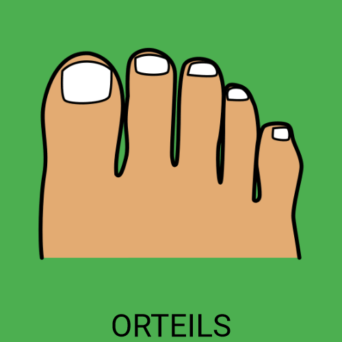 Orteils